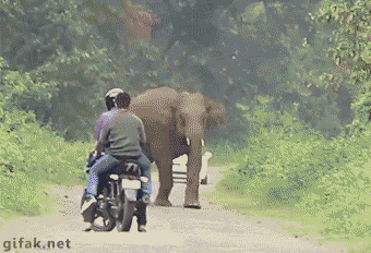 elephant pictures elephant attack gif | WiffleGif