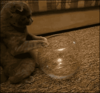 mypunkpansexualtwin:

ourcomicallyawesomeworld:

miniaturedeerfestival:

4gifs:

Scottish Fold…morlike Scottish Bowld. [video]

HOW DOES IT FIT THIS IS NOT RIGHT SOMEONE CALL A SCIENTIST

As I scientist I can say that cats don’t abide by the laws of physics.

Cats are liquids.