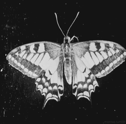 dianelikesart:

ergo-mx:

to be a moth.

!!!!!!!!