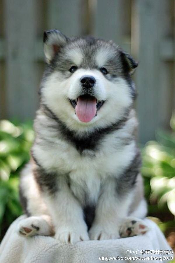 Fluffy Cute Pictures Of Puppies