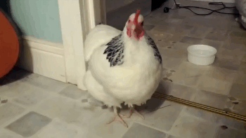 chicken video gifs | WiffleGif
