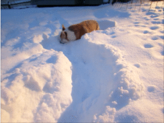 Featured image of post Dog Jumping In Snow Gif Share the best gifs now