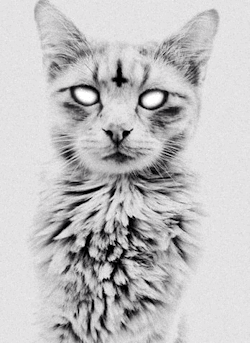 cat trippy cute adorable Black and White drugs lsd cats kitten shrooms acid psychedelic trip flashing gray furry Psychedelic art psychedelia antichrist acid trip psychedelics ectasy lsd trip halucinogen demon spawn