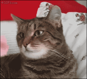 tastefullyoffensive:

Flower causes cat to malfunction.