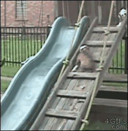 4gifs:Bulldog puppy loves the slide. [video]