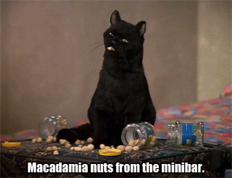 Featured image of post Salem Saberhagen Gifs It s time to celebrate one of the greatest cats in tv history