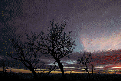 A night sky casts dark shadows on trees at the Tule Mountain Wilderness Study Area.  Photo by Bob Wick, BLM
