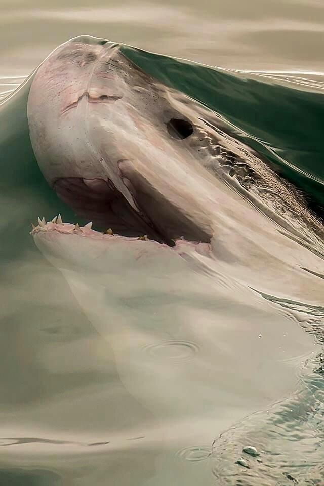 based-spacebabe:

thc-thehappychemical:

stunningpicture:

Just before a shark breaks the surface tension of the water

That is fucked up

this makes me uncomfortable and i’m not sure why?
