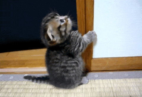 cats that are funny cute kittens gif | WiffleGif