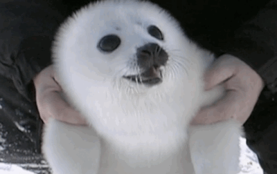 Animal Gifs - seals - Gifs of funny animals - gifs - funny animals - funny  gifs - Cheezburger
