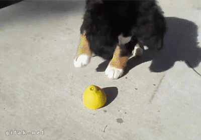 Puppy vs Limon [ video ]