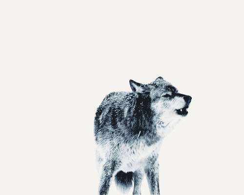 Afbeeldingsresultaat voor lone wolf gif