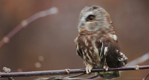 Northern saw-whet owl (Fred Kellerman)