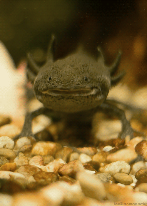 axolotl gifs | WiffleGif