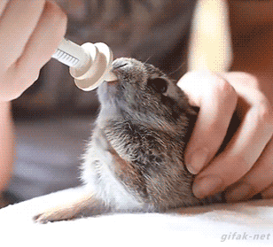 video: 

Cute Wild Cottontail Rabbit Enjoying his Milk

