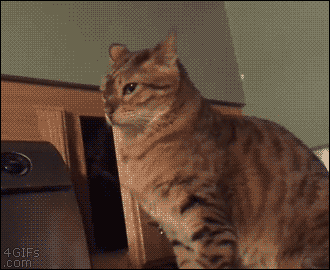 When an editor abruptly gives me somebody else’s unfinished story that I now have to clean up.gif via 9fail 