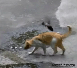 Cats Of Tumblr Funny Animals Gif - IceGif