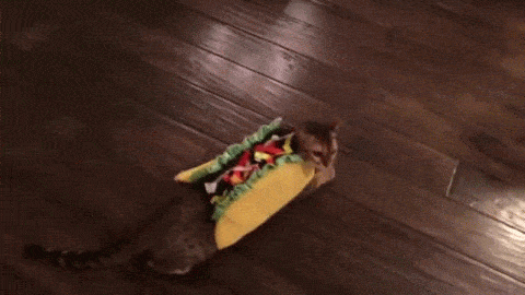 Image result for taco gif