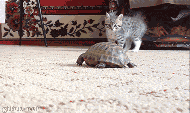 gifak-net:

Cat VS Turtle
