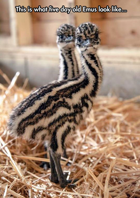 awwcutelittleanimals:

Adorable 5 day old emus.

and in just a few short months they’ll be towering evil death machines!! 