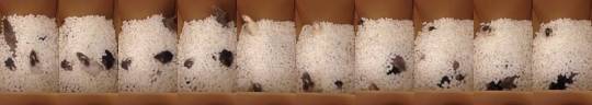 myrattiesaremylife:  karasratworld: You haven’t seen happiness until you’ve seen 7 rats in a box of (pet safe) packing peanuts  Look at those little boop snoots popping out!  
