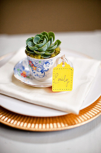 tea cup succulent wedding favors