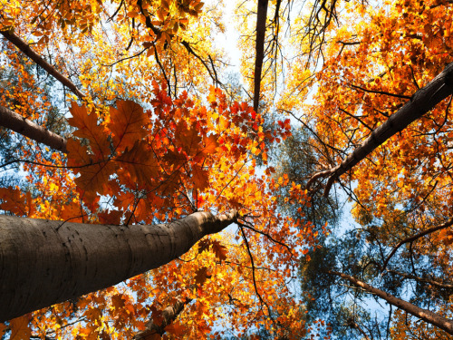 Autumn Woods Wallpaper 1