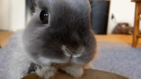 funny cute mine bunny rabbit eating gray grey bunny gif konijn konijntje 