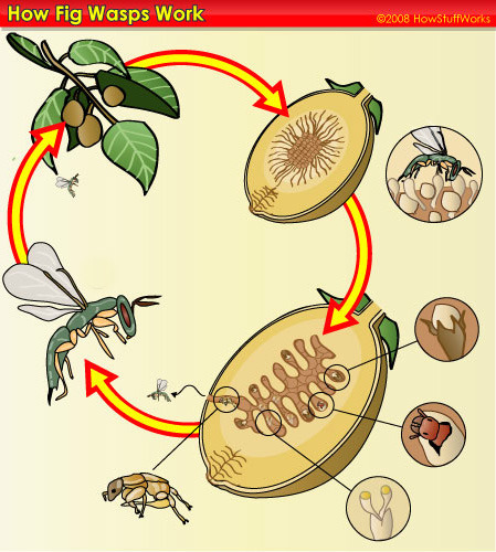 Are figs really full of baby wasps?  The fig plant and the fig wasp both have the same goal: reproduction. For this to happen, a fig plant needs to share its genetic material (in the form of pollen) with another of its kind, and the fig wasp needs a place where its larva can grow and feed. Think of the fig wasp as a tenant, and the fig plant as a landlord who takes payment in the form of pollen.  What we call a fig (a structure called the syconium) is more inverted flower than fruit, with all its reproductive parts located inside. After a female fig wasp flies over from the fig plant she emerged from, she must travel to the center of the syconium to lay her eggs. To get there, she climbs down through a narrow passage called the ostiole. The passage is so cramped that the tiny fig wasp loses her wings and antenna during her claustrophobic trek. Once inside, there&amp;amp;#8217;s no getting back out and flying to another plant &amp;amp;#8212; but is she in the right place?  Fig plants boast two kinds of figs: male caprifigs and female edible figs.  If a female wasp enters a caprifig, she&amp;amp;#8217;ll find male flower parts that are perfectly shaped to hold the eggs she&amp;amp;#8217;ll eventually lay. The eggs will grow into larvae, which will develop into male and female wasps. After hatching, the blind, wingless male wasps will spend the remainder of their lives digging tunnels through the fig. The female wasps then emerge through these tunnels and fly off to find a new fig &amp;amp;#8212; carrying precious pollen with them.  If a female fig wasp enters an edible fig, she eventually dies from exhaustion or starvation. The female flower parts include a long stylus that hinders her attempts to lay her eggs. She may die, but she succeeds in delivering the much-needed pollen first. So a fig farmer winds up with caprifigs full of wasp eggs and edible figs full of seeds.  Though edible figs may not be filled with baby wasps, doesn&amp;amp;#8217;t this mean that these figs contain a lot of female wasps who died of loneliness?  Keep reading&amp;amp;#8230;