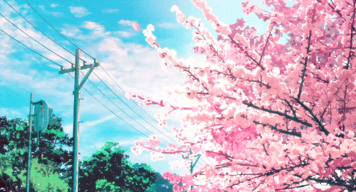 anime cherry blossoms | Tumblr