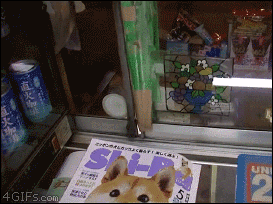 A dog opening a window at a counter