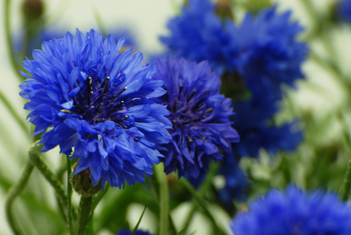cornflowers and cats