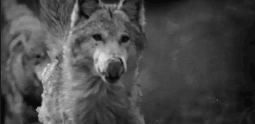 wolf gif (1) Tumblr_mz1k1utJnm1sfi4rho1_500