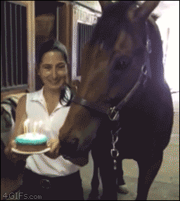 С днем рожденья, лошадка