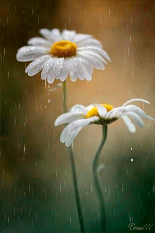 Bajo la lluvia - Página 24 Tumblr_nn7qcz7mh31qat5pio1_400