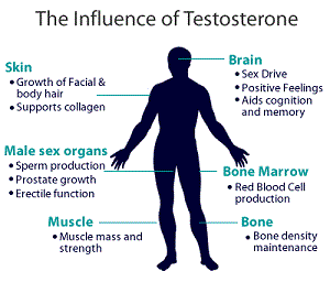 Testosterone effects on males
