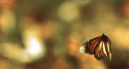 Resultado de imagen de mariposas volando pinterest gifs