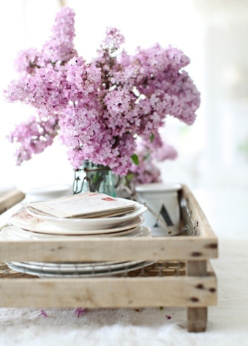 lilacs in may
