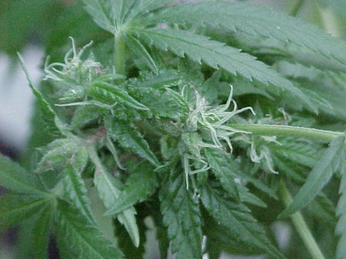 Male vs female marijuana plants preflowers