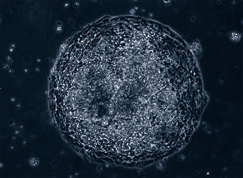 Resultado de imagen para gif cells