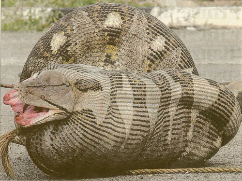 Florida black snake with yellow stripe