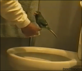 Parrot poop