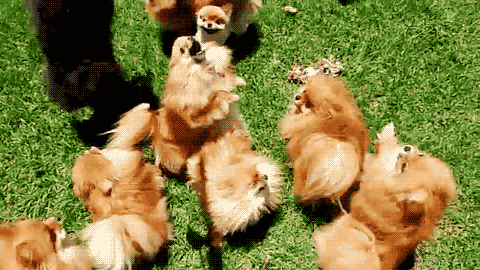 cute animals gifs Page 2
