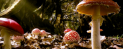 my gifs mushrooms misc gifs mushroom gif bbc kingdom pretty mushrooms  clusterstruck •