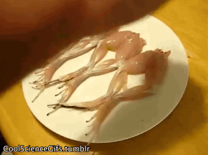Frog legs dance when salt is sprinkled on them<br /><br /><br /><br /><br /><br /><br /> A frog&#8217;s muscles do not succumb to rigor mortis as quickly as most warm-blooded animals which makes it possible for the muscles to move post-mortem if energy is applied to them some how. This can be done either by cooking (heat/energy) or by salting (ions).Salt,also known as NaCl, can work like electricity because it is made up of ions (Sodium and Chlorine to be exact) and ions carry an electrical charge. In living animals, sodium delivers a signal to cause muscles to contract.<br /><br /><br /><br /><br /><br /><br /> The frog legs in the video are fresh so energy (ATP) is still stored in the cells. When the electrical impulse is applied, the legs contract even though the frog is dead!Of course this doesn&#8217;t apply to only frog legs!<br /><br /><br /><br /><br /><br /><br /> Gif source<br /><br /><br /><br /><br /><br /><br /> text source