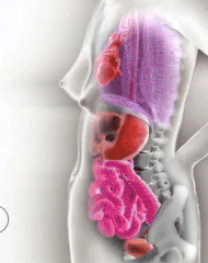 How pregnancy shifts and moves the mother&rsquo;s internal organs to make room for the baby. Interactive Flash source here. Like this? You might also be interested in viewing a cross section of the human body from top to bottom.