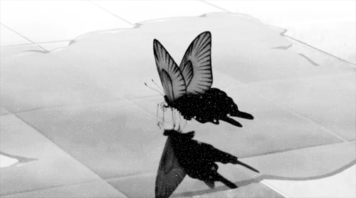 butterfly gif | Tumblr
