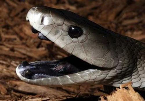 Black snake with white stripes