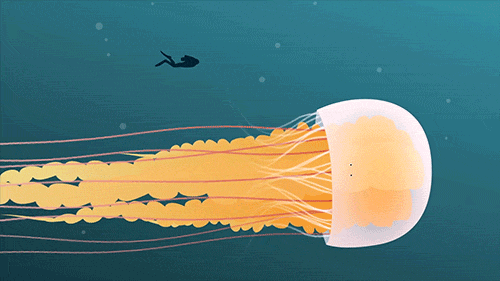 The largest species of jellyfish, the lion’s mane, has tentacles that can extend more than 100 feet, longer than a blue whale. From the TED-Ed Lesson How does a jellyfish sting? - Neosha S KashefAnimation by Cinematic