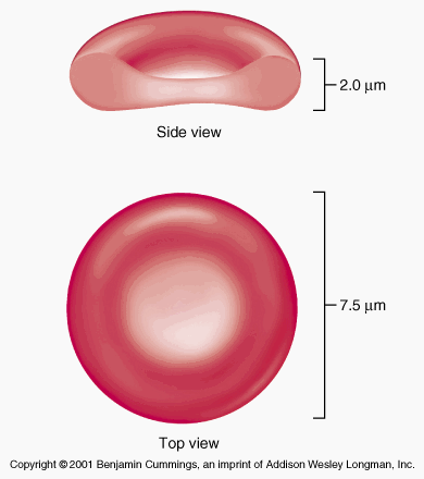 Morphological Abnormalities of Red Blood Cells – The Art Of Medicine